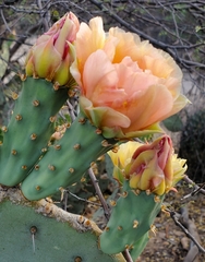 Opuntia engelmannii