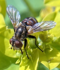 Gymnoclytia occidentalis