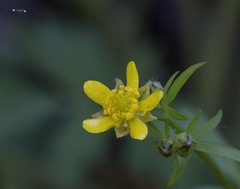 Ranunculus micranthus