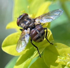 Gymnoclytia occidentalis