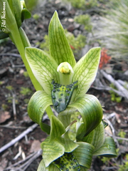 Chloraea viridiflora