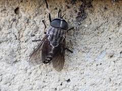 Tabanus petiolatus
