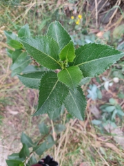 Baccharis latifolia
