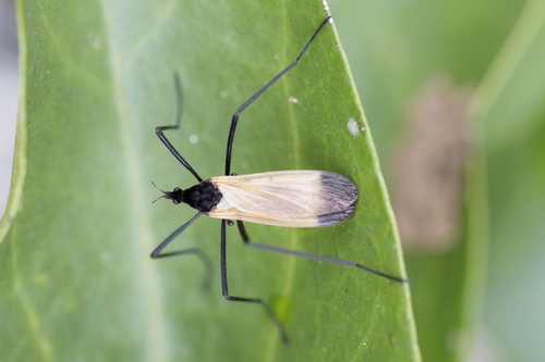 Hexatoma chrysopteroides