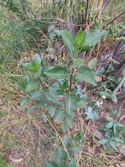 Baccharis latifolia