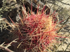 Thelocactus bicolor bicolor