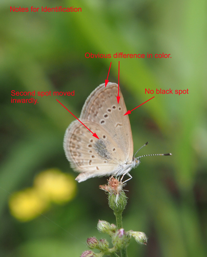 Lesser Grass Blue, photo 6 of 9