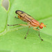 Tetanocera - Photo (c) Martin R. Lucas, some rights reserved (CC BY-NC), uploaded by Martin R. Lucas