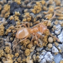 Formicidae