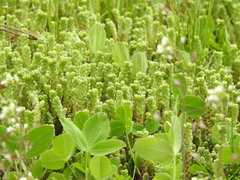 Sedum acre