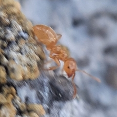 Formicidae