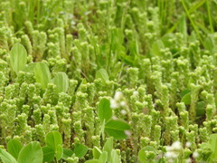 Sedum acre