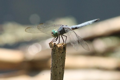 iNaturalist observation photo of Blue Dasher
