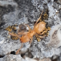 Formicidae