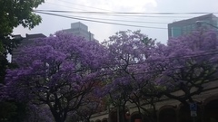 Jacaranda mimosifolia