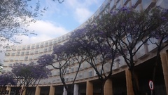 Jacaranda mimosifolia