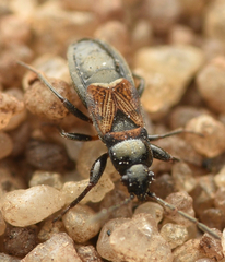 Macrodema microptera