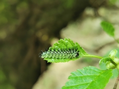 Periclista pubescens