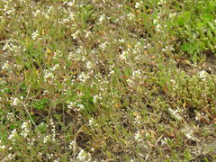 Capsella bursa-pastoris