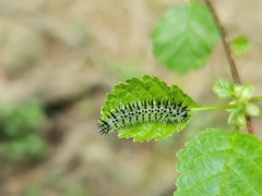 Periclista pubescens