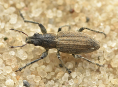 Charagmus griseus