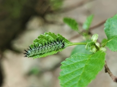 Periclista pubescens