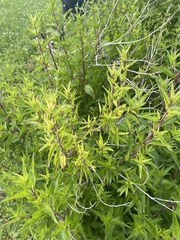 Anisacanthus