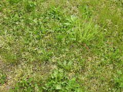 Cerastium semidecandrum