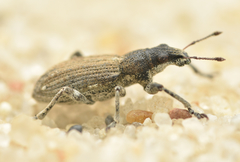 Charagmus griseus