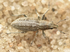 Charagmus griseus