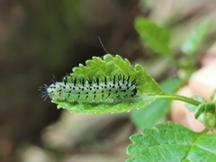 Periclista pubescens