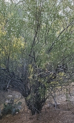 Larrea tridentata