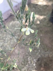 Tetrameriinae
