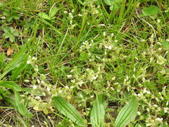 Cerastium semidecandrum