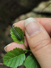 Periclista pubescens
