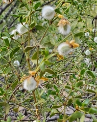Larrea tridentata