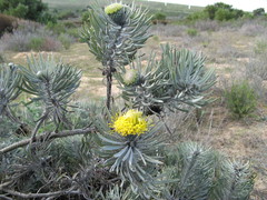 Leucospermum tomentosum