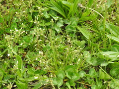 Cerastium semidecandrum