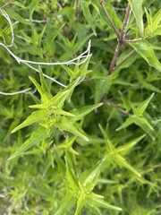 Anisacanthus