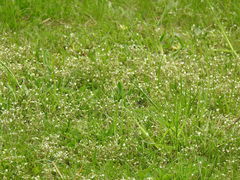 Cerastium semidecandrum