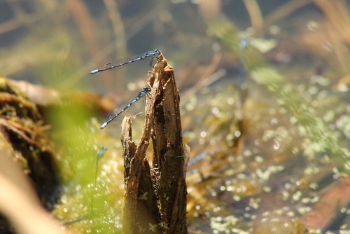 iNaturalist observation photo of Bluets