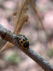 Macrolina