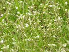 Cerastium semidecandrum