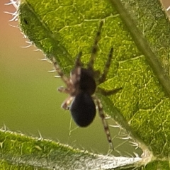 Lathys humilis