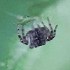 Lathys humilis