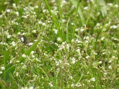 Cerastium semidecandrum