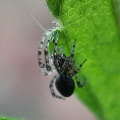 Lathys humilis