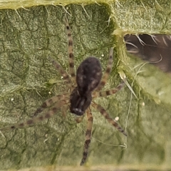 Lathys humilis