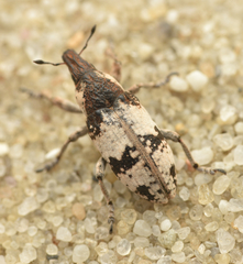 Bothynoderes affinis