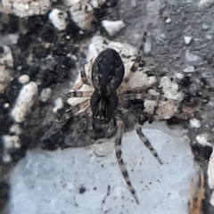 Lathys humilis